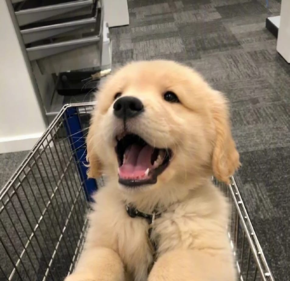 Buddy