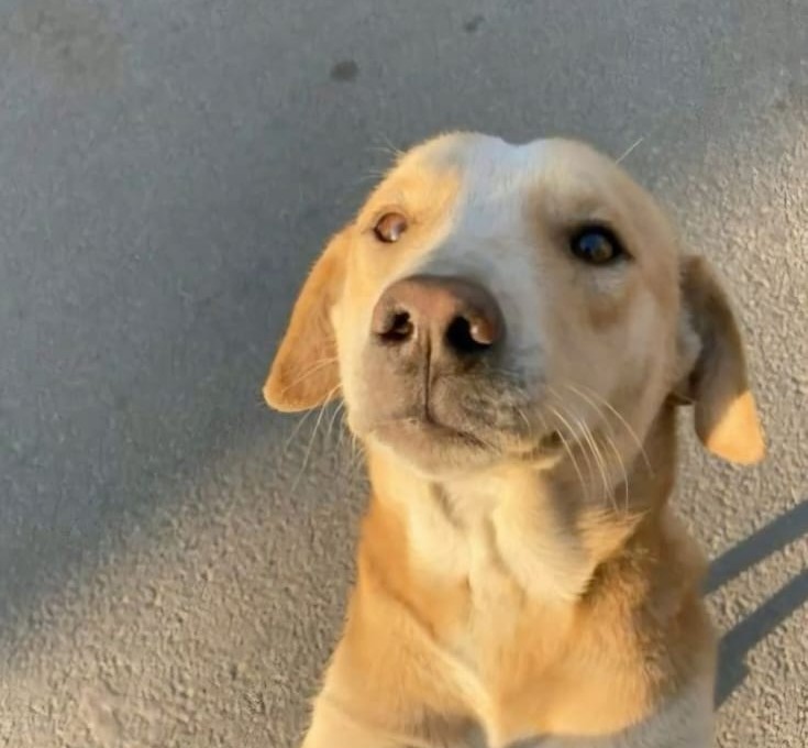 Real pets waiting for adoption